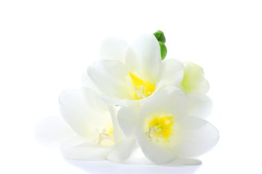 Beautiful freesia isolated on white