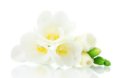 Beautiful freesia isolated on white