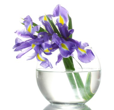 Beautiful bright irises in vase isolated on white clipart