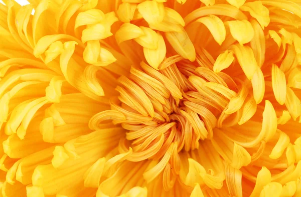 Piękny kwiat zbliżenie — Zdjęcie stockowe