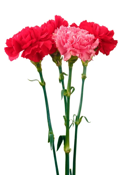 Bouquet of carnations isolated on white — Stock Photo, Image