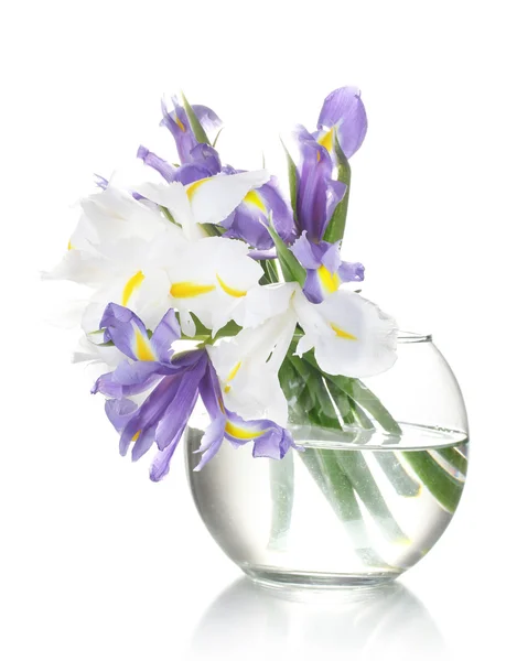 Hermosos iris brillantes en jarrón aislado en blanco —  Fotos de Stock