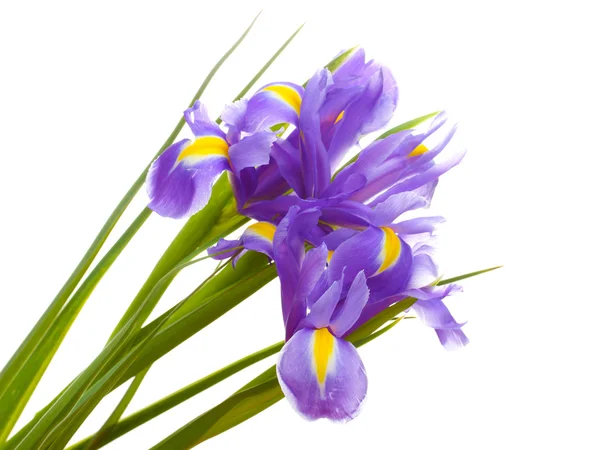 Hermosos iris brillantes aislados en blanco —  Fotos de Stock