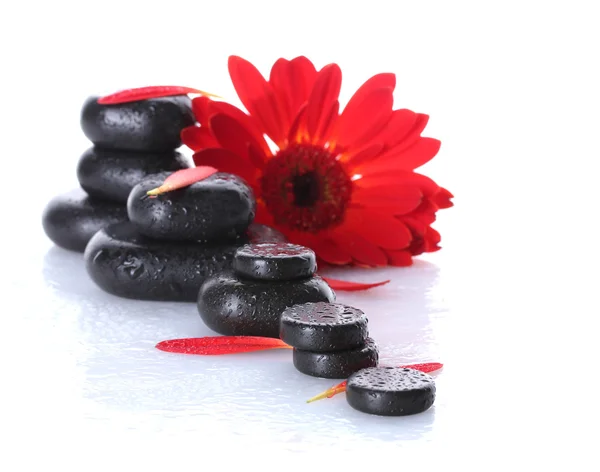 Pedras de spa com gotas, flor vermelha e pétalas isoladas em branco — Fotografia de Stock