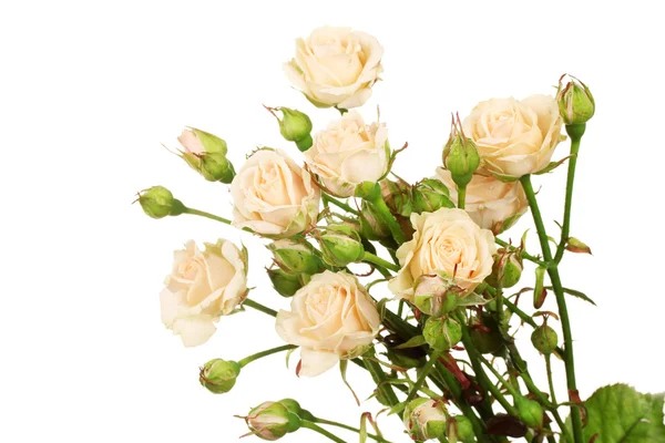 白で隔離される小さなバラ — ストック写真