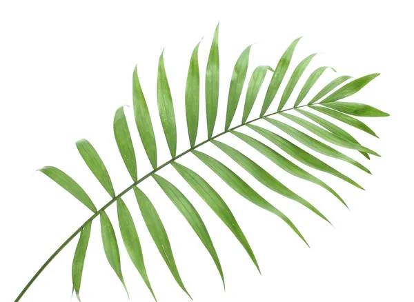 Hermosa hoja de palma verde aislado en blanco — Foto de Stock