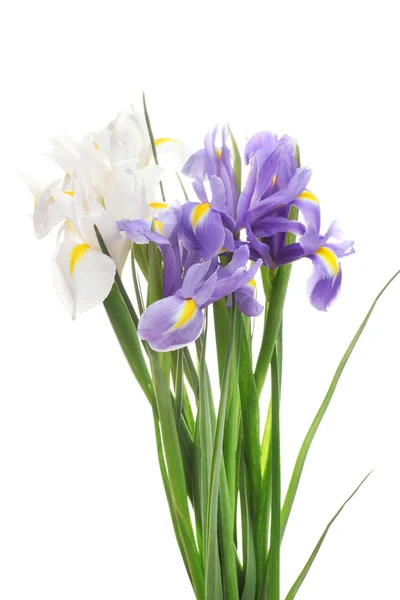 Beautiful bright irises isolated on white Royalty Free Stock Images