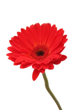 beyaz izole güzel kırmızı gerbera