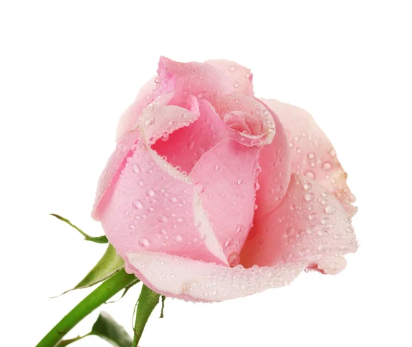 Rózsaszín rózsa elszigetelt fehér — Stock Fotó