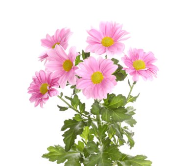 pembe kasımpatı çiçekleri beyaz izole