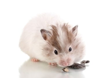 sevimli hamster Ayçiçeği tohumları yemek beyaz izole