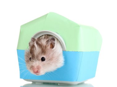 Cute hamster in house isolated white clipart