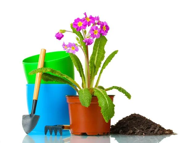 Beautiful purple primrose, soil and tools isolated on white — Stock Photo, Image