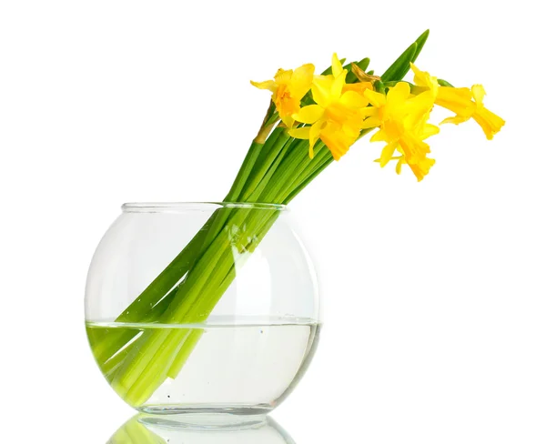 Belles jonquilles jaunes dans un vase transparent isolé sur blanc — Photo