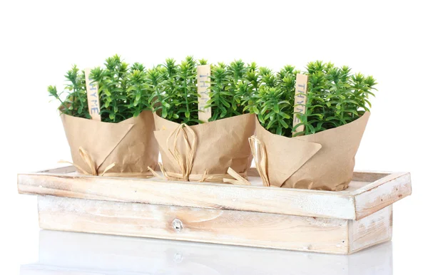Θυμάρι βότανο φυτά σε γλάστρες με χαρτί όμορφη διακόσμηση σε ξύλινο περίπτερο που απομονώνονται σε λευκό — Φωτογραφία Αρχείου