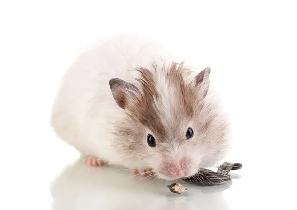 Hamster bonito comendo sementes de girassol isolado branco — Fotografia de Stock