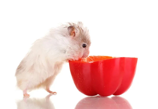 Schattige hamster en peper salade geïsoleerd wit — Stockfoto