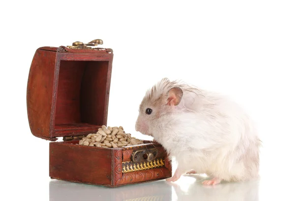 Söt hamster och bröstet med frön isolerade vit — Stockfoto