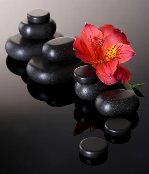 Pedras de spa e flor vermelha no fundo cinza — Fotografia de Stock