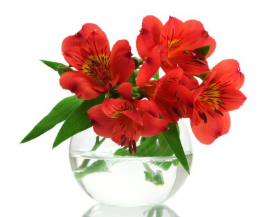 Vazoda beyaz izole alstroemeria kırmızı çiçekler