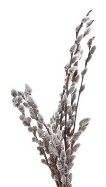 Pussy-willow twigs isolated on white clipart