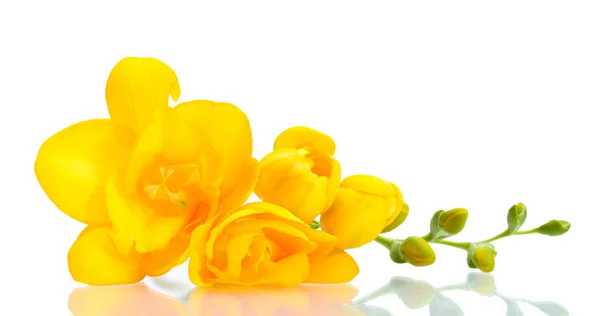 Hermosa freesia amarilla aislada en blanco —  Fotos de Stock