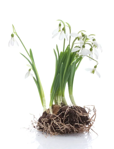 stock image Snowdrops with roots and soil isolated on white