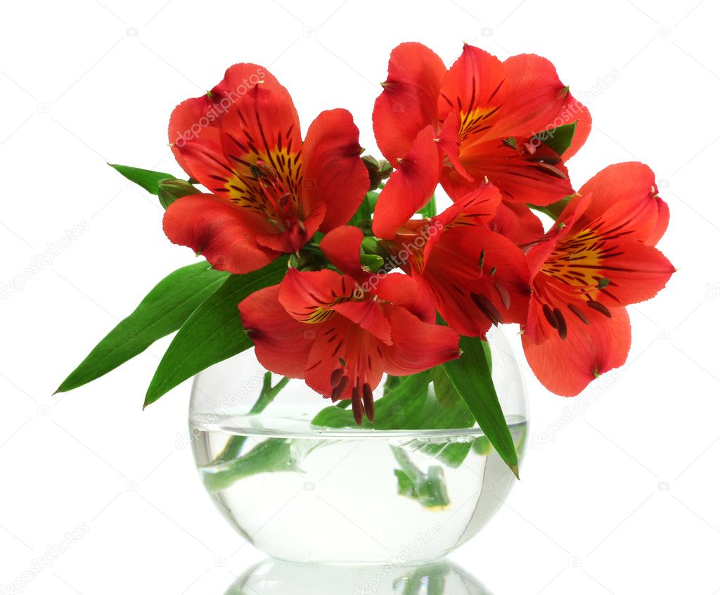 Alstroemeria red flowers in vase isolated on white