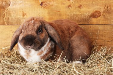 Lop-eared rabbit in a haystack on wooden background clipart