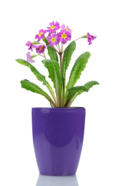 Beautiful purple primrose in a flowerpot isolated on white clipart