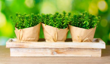 Thyme herb plants in pots with beautiful paper decor on wooden stand on green background clipart