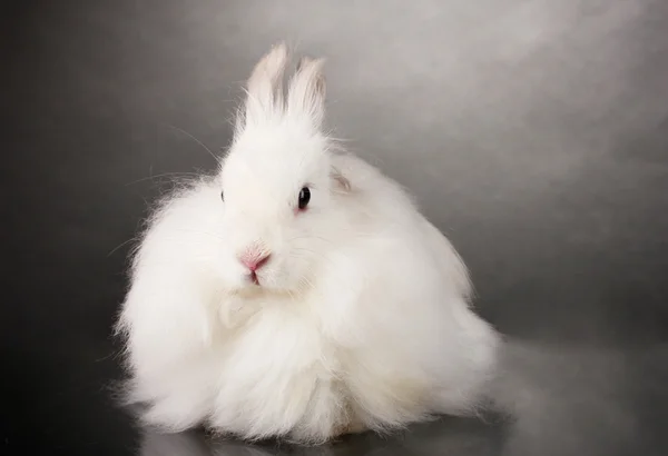 Пушистый белый кролик на сером фоне — стоковое фото