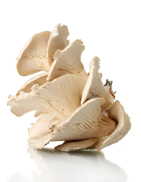Ostronsvampar isolerade på vit — Stockfoto