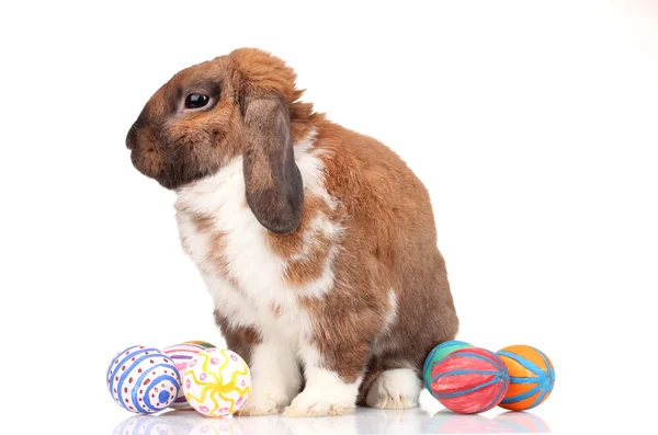 Lappenohr-Kaninchen mit Eiern isoliert auf weiß — Stockfoto