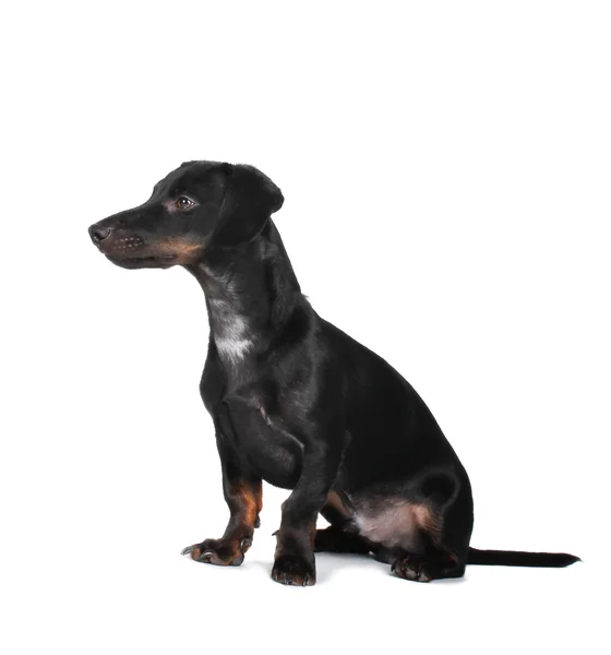 Preto pouco dachshund cão no fundo cinza — Fotografia de Stock
