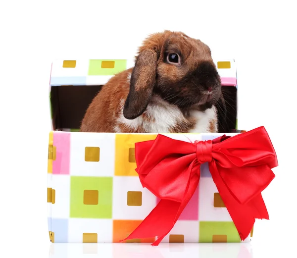 Zběsilého útoku králík v dárkové krabičce s červenou mašli izolovaných na bílém — Stock fotografie