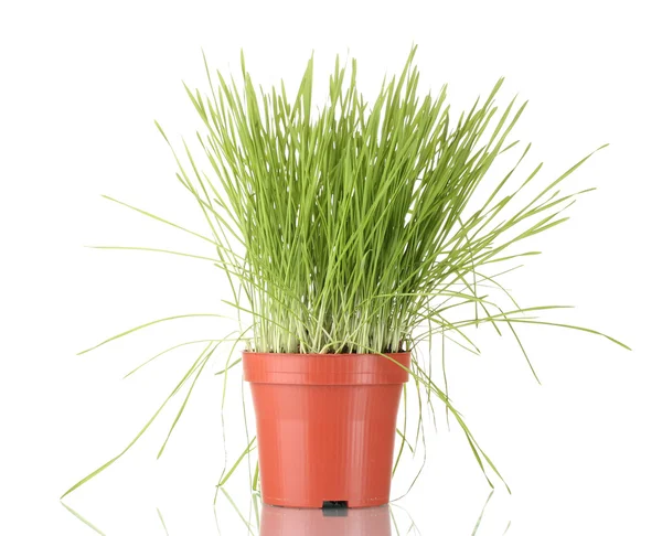 Zielona trawa w doniczka na białym tle — Zdjęcie stockowe