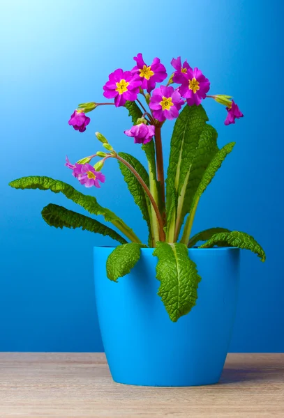 Schöne lila Primel in einem Blumentopf auf Holztisch auf blauem Hintergrund — Stockfoto