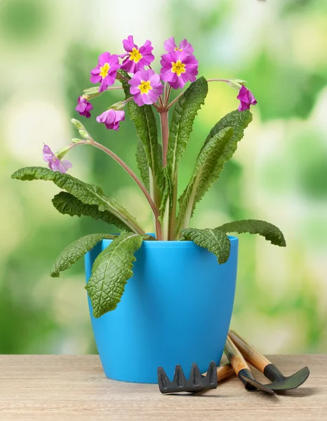 Vackra lila primrose i en blomkruka och trädgård verktyg på träbord på grön bakgrund — Stockfoto