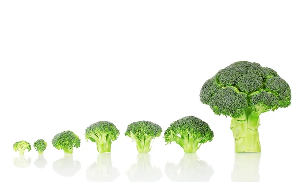 Frischer Brokkoli in Linie isoliert auf weiß — Stockfoto