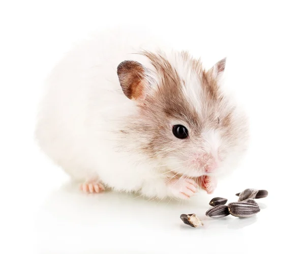 Søt hamster som spiser solsikkefrø, isolert hvit – stockfoto