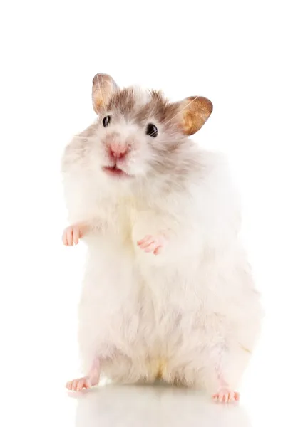 Schattige hamster staande geïsoleerd wit — Stockfoto