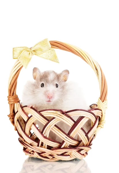 Cute hamster in basket isolated white — Stock Photo, Image