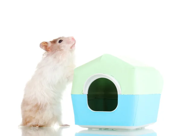 Schattige hamster in de buurt van huis geïsoleerd wit — Stockfoto