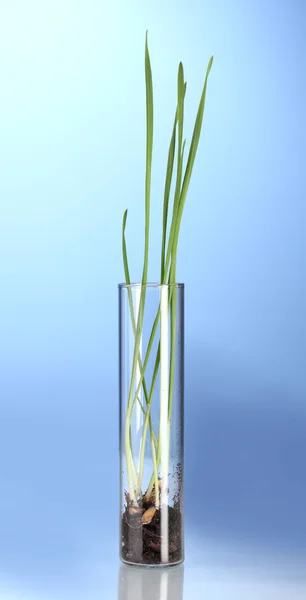 Grama verde crescendo em tubo no fundo azul — Fotografia de Stock