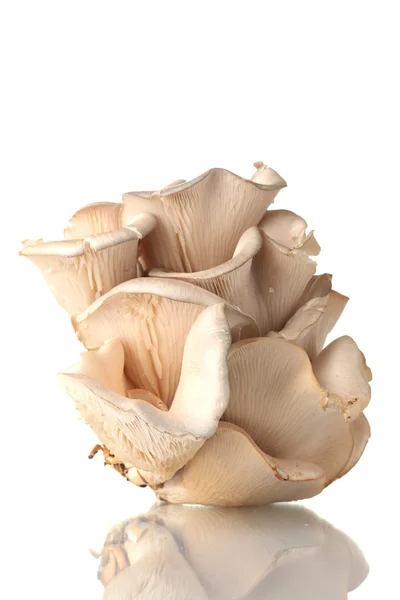 Funghi di ostrica isolati su bianco — Foto Stock