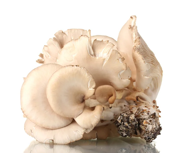 Oyster mushrooms isolated on white — Stock Photo, Image