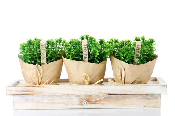 Thyme herb plants in pots with beautiful paper decor on wooden stand isolated on white — Stock Photo, Image