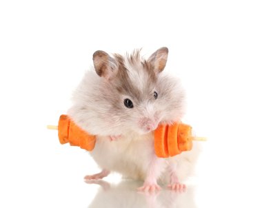 Cute hamster with carrot bar isolated white clipart