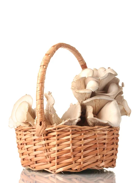 Oyster mushrooms in basket isolated on white — Stock Photo, Image